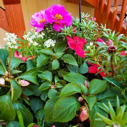 Hay que mirar con atención las hojas de la planta