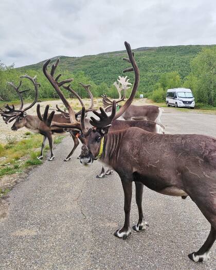 "Hay que tener mucha fuerza de voluntad para vivir en un sitio así. Pero creo que ayuda mucho el ecosistema del lugar. La gente invierte para conocer las auroras boreales y los renos”