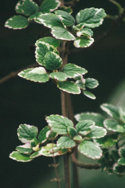 Hay quienes creen que tener este tipo de planta en el hogar provee a la persona o grupo familiar de dinero y prosperidad económica