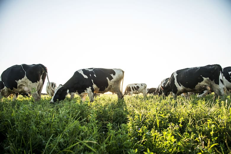 Las tecnologías que están revolucionando la producción de leche en Argentina