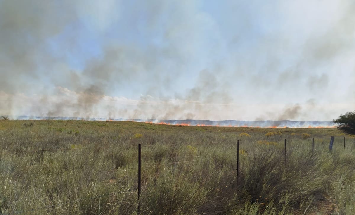 Por causa do incêndio em La Pampa, condenam a morte do gado e há um medo latente