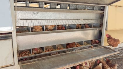 Hay tres gallineros abiertos de libres ponedoras; en breve duplicarán la producción para proveer a Social corazón, donde los desayunos con huevo serán parte de la propuesta