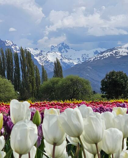 Hay tres tipos de floraciones del tulipán