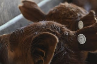 La trazabilidad del ganado y la encrucijada comercial