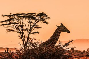 Hay un millón de especies en riesgo de extinción