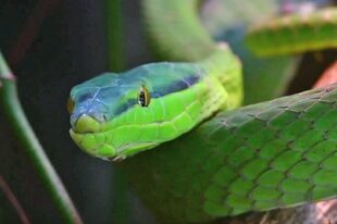 El número de especies en peligro se acelera, sostiene el informede Ipbes