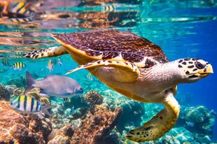 Hay un millón de especies en riesgo de extinción y que es un número que se acelera, sostiene el informede Ipbes