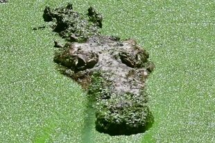 A eso se suman el cambio climático y la contaminación