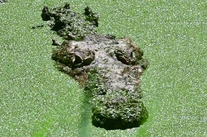 A eso se suman el cambio climático y la contaminación