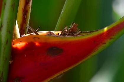 La explotación de recursos acaba con muchas especies en el planeta