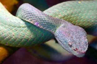 Uno de los graves problemas que pone a los animales en riesgo son la caza y la pesca indiscriminada