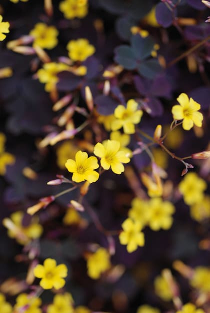 Hay un oxalis muy llamativo, de hojas color borravino, colgante si se lo cultiva en macetas y de pequeñas flores amarillas. Es el Oxalis corniculata var. atropurpurea, considerado nativo.