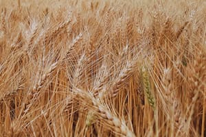 Por los buenos precios a cosecha, recomiendan tomar coberturas para el trigo nuevo