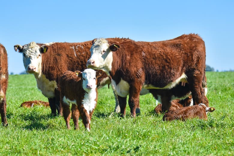 Milei asistirá a la Exposición Hereford en La Rural
