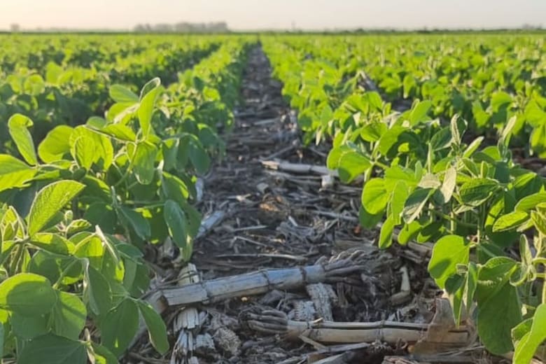 La inteligencia artificial y la oportunidad para el agro argentino