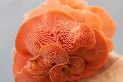 Hay una variedad de gírgolas rosas también llamadas tropicales.