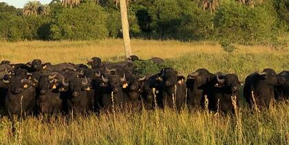 Hay unas 220.000 cabezas de búfalos en el país