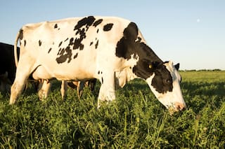 Producción lechera: tips para generar un precio más competitivo