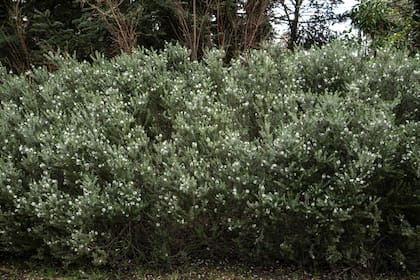 Hay variedades de hojas variegadas de Westringia fruticosa, otras compactas (que no superan el metro) y otras postradas.