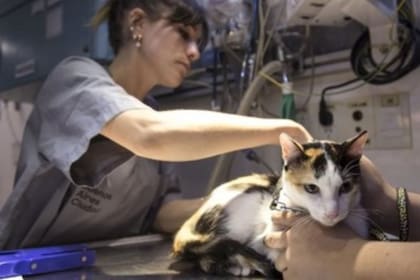 Hay varios centros en la Ciudad de Buenos Aires para realizar el procedimento