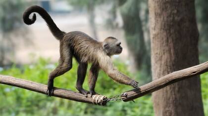 Hay varios genes relacionados con la formación de la cola en animales