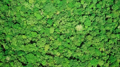 "Hay zonas en la Amazonia o en lugares remotos, en las que no sabemos cuál es la altura de los árboles y cómo es la distribución de la biomasa".