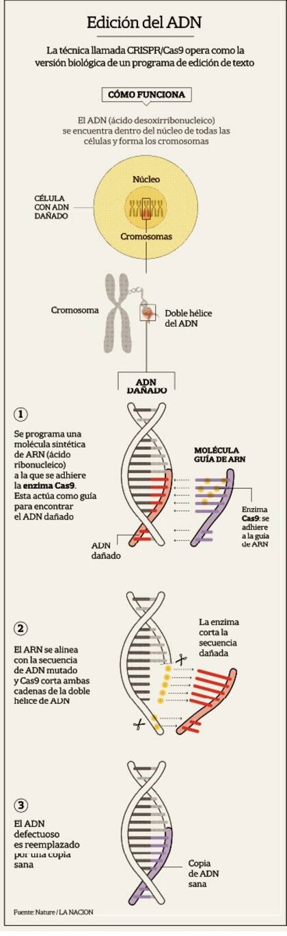 Hazaña: modifican genes en embriones humanos para evitar enfermedades