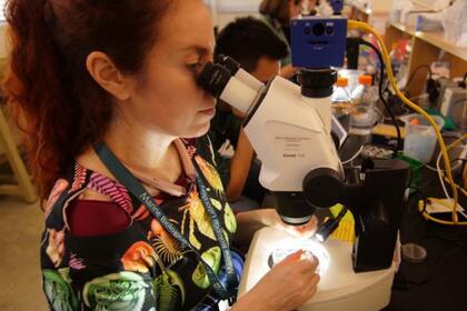 Heather Bruce disecciona embriones de crustáceos