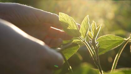 Heat® y el coadyuvante Dash MSO Max, BASF cuentan con otros productos y servicios a medida que cubren todo el ciclo del cultivo para que la soja desarrolle su máximo potencial.