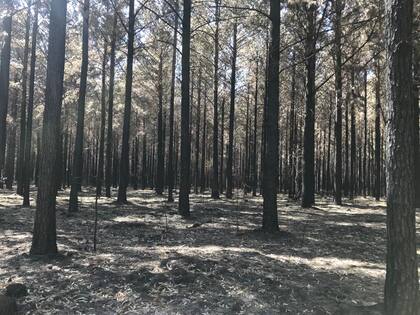 Hectáreas quemadas del campo de Juan Paul