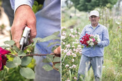 Héctor González es experto en injertación de rosas. En la época adecuada, hace más de 900 por día.