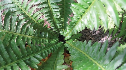 Helecho fuerte (Blechnum brasiliense).