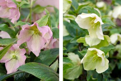 Helleborus orientalis y sus flores que parecen de porcelana