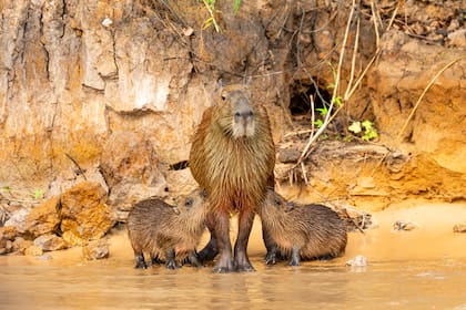 Hembra de carpincho con sus crías en Pantanal