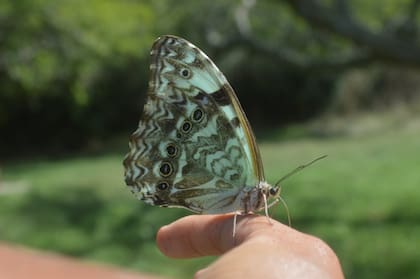 Hembra de mariposa Bandera Argentina en la Reserva Natural Provincial Laguna Salada Grande.