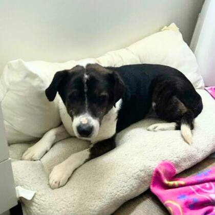 Henree es un perro mayor que vivía en un refugio de Los Ángeles.