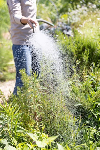 Herbáceas, árboles, arbustos y hortalizas siguen activos: florecen, fructifican y todavía demandan riegos