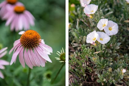 Herbáceas como Echinacea purpurea y Convolvulus cneorum sobreviven a los climas hostiles