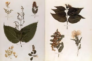 EL lenguaje de las flores