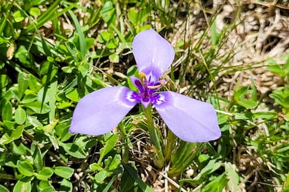 Herbertia lahue, ideal para canteros bajos o jardines silvestres con impronta estética