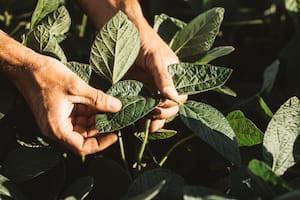 Biológicos, variedades y protección de cultivos