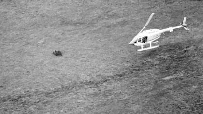 Hércules fue encontrado después de haber desaparecido por 24 días