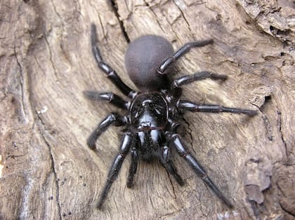 "Hércules" mide 7,9 centímetros y es el ejemplar más grande conocido hasta el momento de su especie