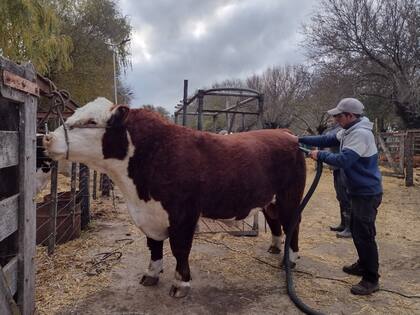 Hereford en Tandil. Collinet afirmó: “Es un siglo junto al criador, cabañero y productor Hereford. Nos genera mucho orgullo y, a su vez, el desafío de seguir trabajando día a día para mejorar la raza”