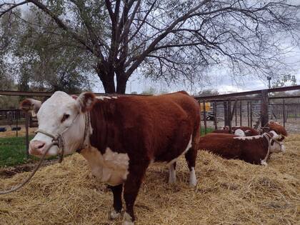 Hereford en Tandil: durante la jornada de hoy se realizó el ingreso, las mediciones y admisión