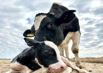 Por primera vez: otorgaron a un tambo un millonario crédito comercial en UVA con respaldo de warrants sobre sus vacas 4 Hernán Busch, gerente de Agronegocios de Galicia: "Utilizar warrants digitales y datos en tiempo real potencia nuestro compromiso con el ecosistema agroindustrial”