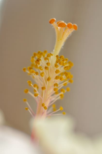 Hibiscus con sus característicos androceo y gineceo fusionados.