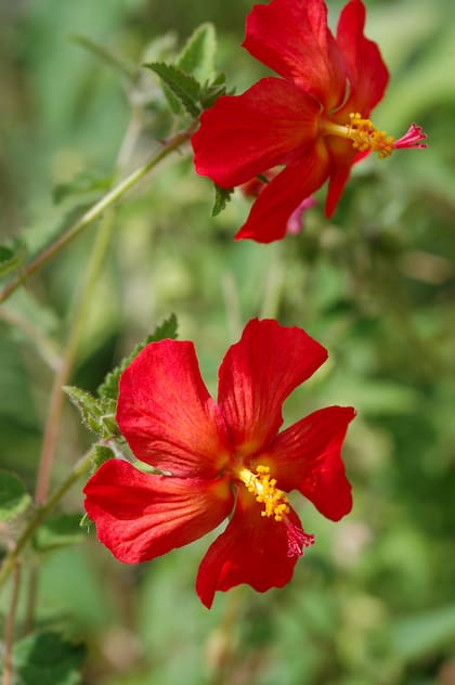 Hibiscus misionero o malva roja (Pavonia missionum) con flores casi iguales a las de los Hibiscus.