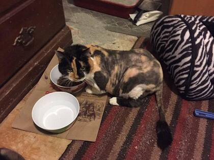 Así luce hoy Hidey, como un león