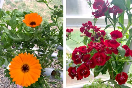 Hidroponia, aeroponia, acuaponia. Tres formas de hacer crecer plantas sin tierra y con impacto positivo en el consumo de agua y espacio